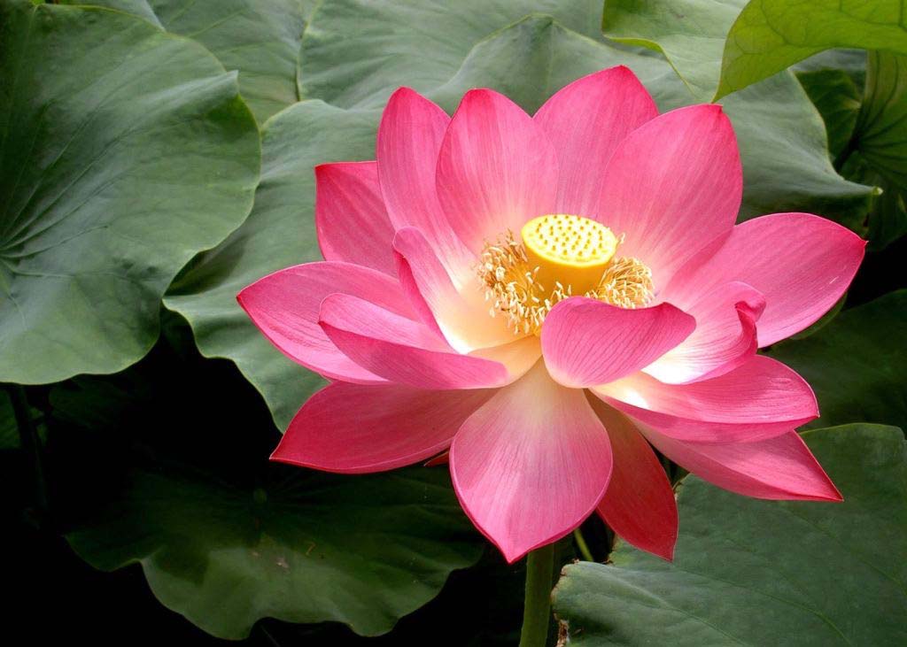 Image for article Falun Dafa Bana Bilgelik Veriyor