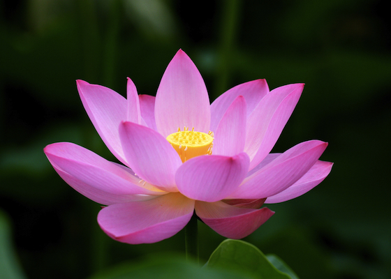 Image for article [Dünya Falun Dafa Günü Kutlaması] Shifu Beyin Hasarımı İyileştirdi 