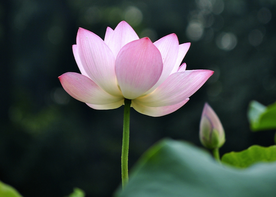 Image for article İleri Evre Mide Kanseri “Falun Dafa İyi” Diyerek İyileşti