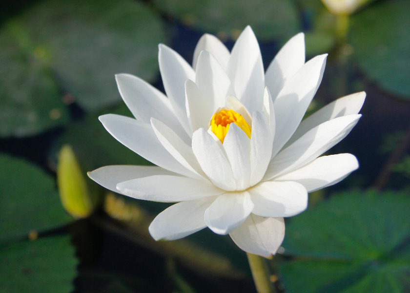 Image for article ​Üç Falun Dafa Mucizesi Sağlığımı Geri Getirdi