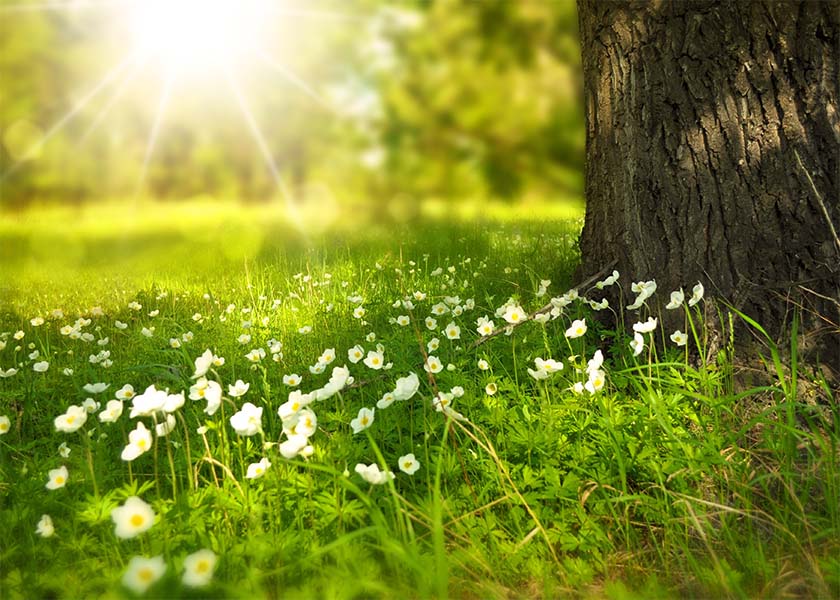 Image for article Oğlumu Kurtardığı İçin Falun Dafa’nın Kurucusuna Teşekkür Ediyorum