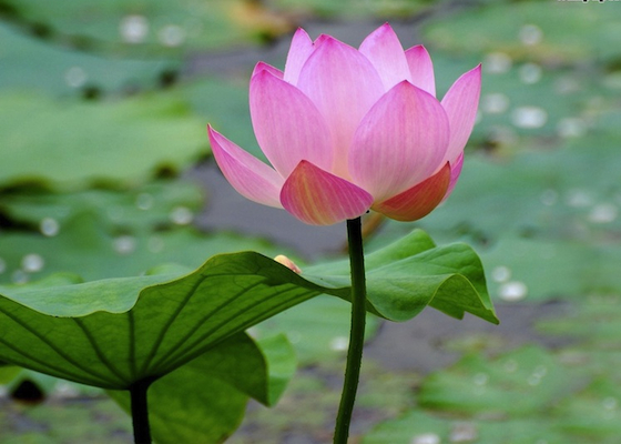 Image for article Falun Dafa Uygulaması Yaşlı ya da Genç Herkese Faydalar Sağlıyor