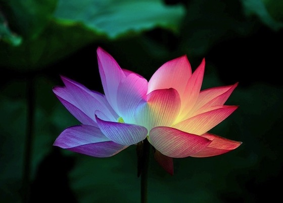 Image for article ​Falun Dafa Uygulayarak Ölümcül Bir Hastalıktan Kurtuldum