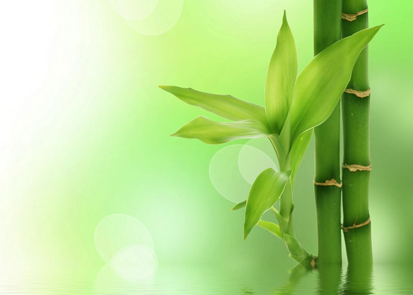 Image for article Shifu’ya ve Fa’ya İnanmak Önümüzdeki Yolu Engelsiz Bir Hale Getirir