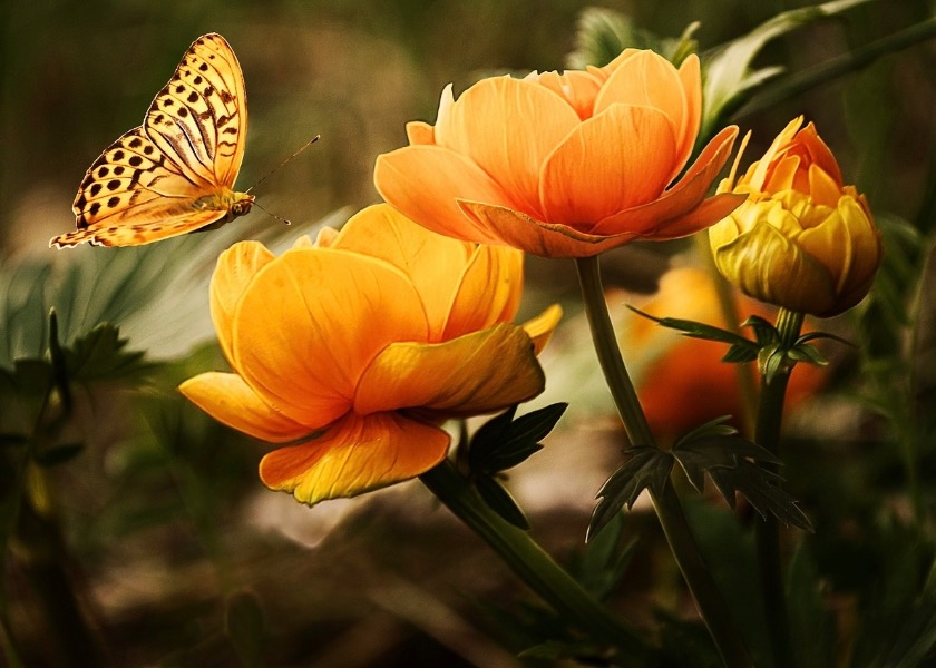 Image for article ​Brezilya’daki Falun Dafa Uygulayıcıları, 22. Çin Fahui Makalelerinde Xiulian'daki Ortak Zorluklarını Buldular