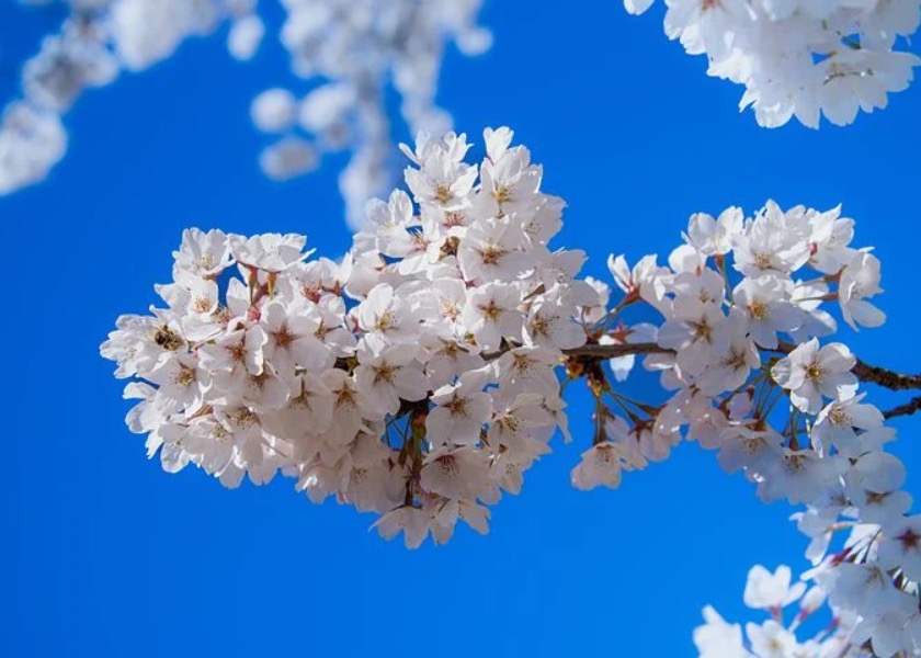 Image for article ​“Falun Dafa Uygulayıcıları Gerçekten Farklılar”