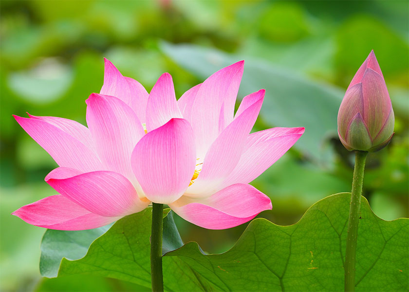 Image for article ​Profesyonel Bir Kadın, Falun Dafa İçinde Nasıl Büyüdüğünü ve Gördüğü Faydaları Paylaşıyor